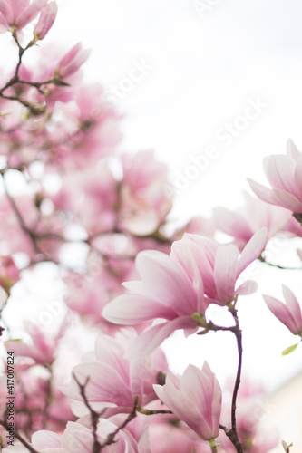 Blooming branch of magnolia tree in spring time. Close up