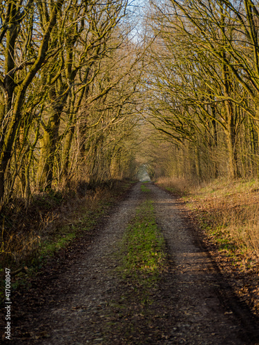 In the northern woods