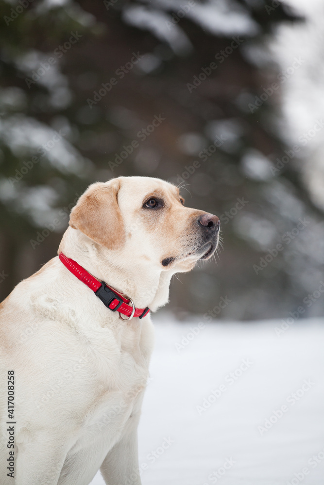 Dog in winter nature. Yellow labrador retriever Dog in winter nature. Yellow labrador retriever