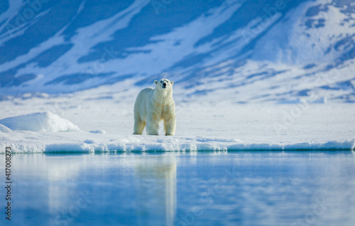 Obraz na plátně Polar bears in the arctic, Svalbard.