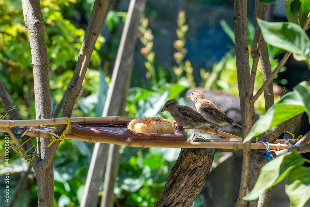 moineau picore du riz moineau picore du riz