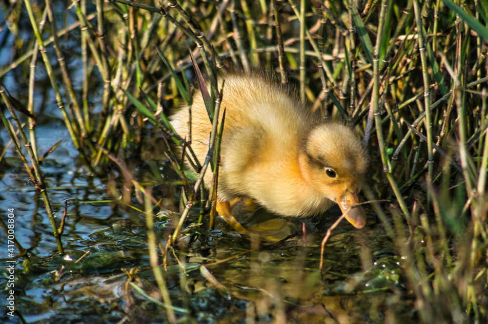 baby duck in the grass baby duck in the grass