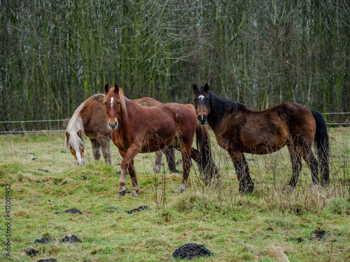 Horses on the field near the woods in northern Germany