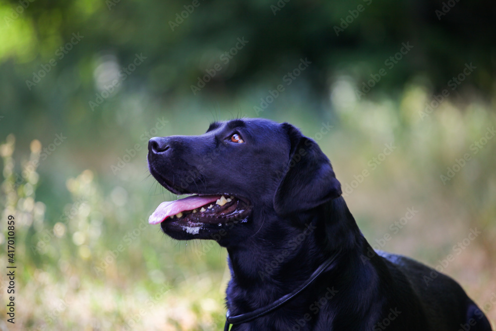 black labrador in the forest black labrador in the forest