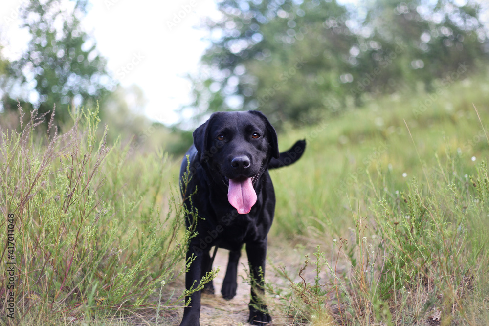 black labrador in the forest