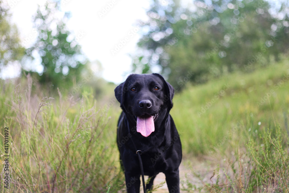 black labrador in the forest black labrador in the forest
