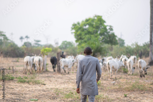 african man walking towards his cattle © Confidence