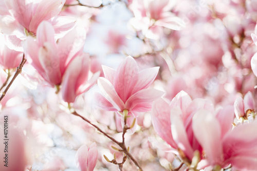 Close up of magnolia flower, floral background, soft focus © Olha Sydorenko