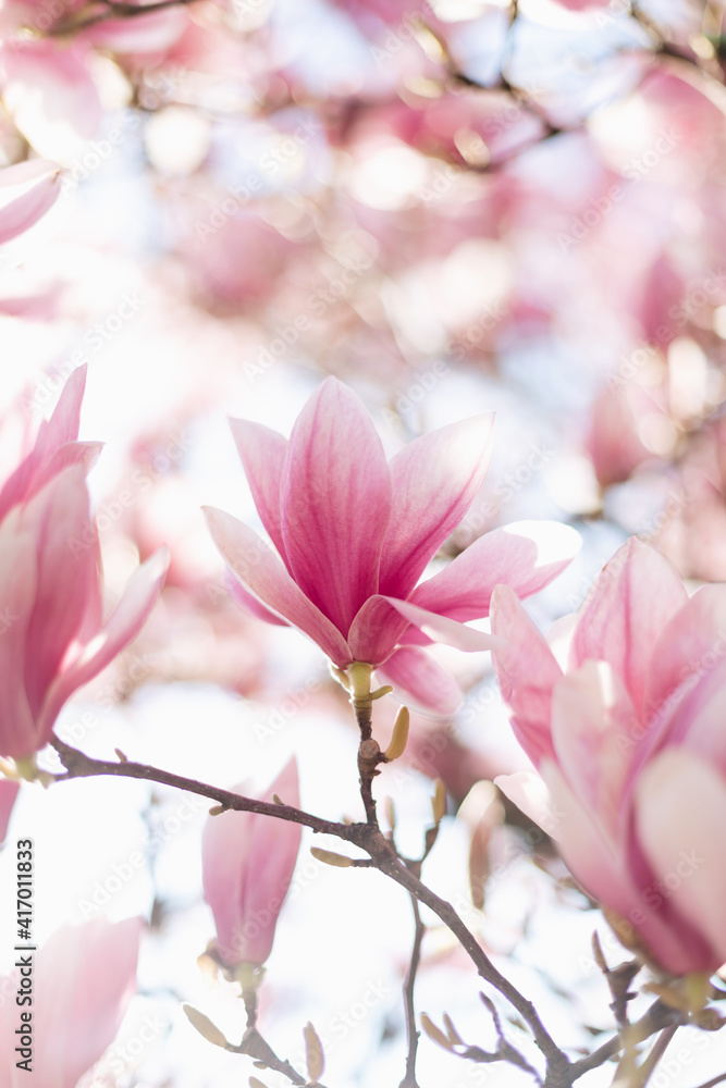 Spring floral background. Beautiful light pink magnolia flowers in soft light