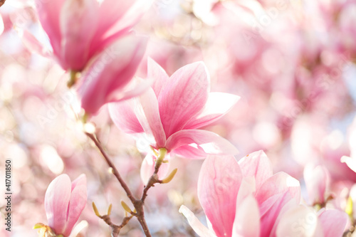 Close up of lovely magnolia bloom. Springtime blossom. Spring background