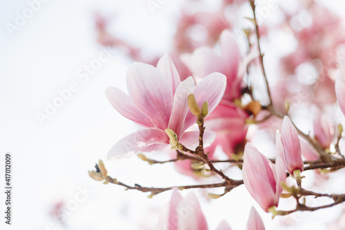 Close up of pastel magnolia flower. Springtime nature background