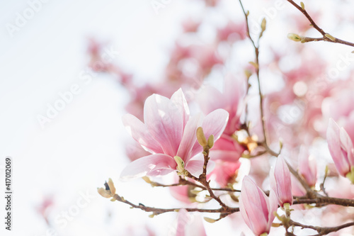 Close up of lovely magnolia bloom. Springtime blossom. Spring background © Olha Sydorenko