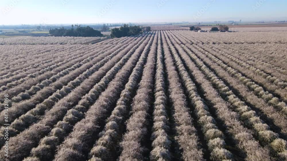 Cinematic aerial shot of massive field of almond trees in San Joaquin Valley in Central California Cinematic aerial shot of massive field of almond trees in San Joaquin Valley in Central California