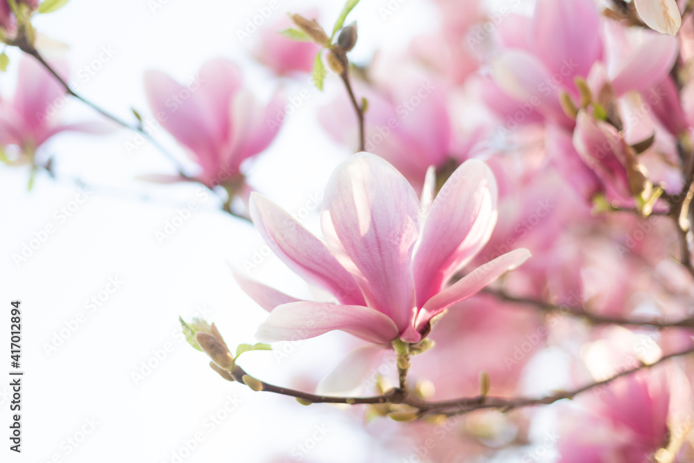 Blooming branch of magnolia tree in spring time