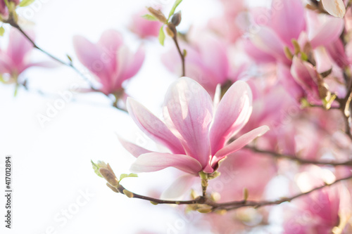 Blooming branch of magnolia tree in spring time