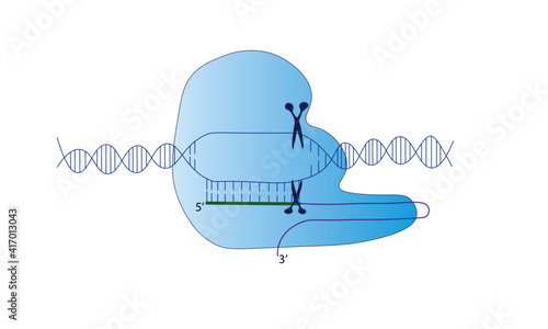 CRISPR-Cas9 [genome engineering] 