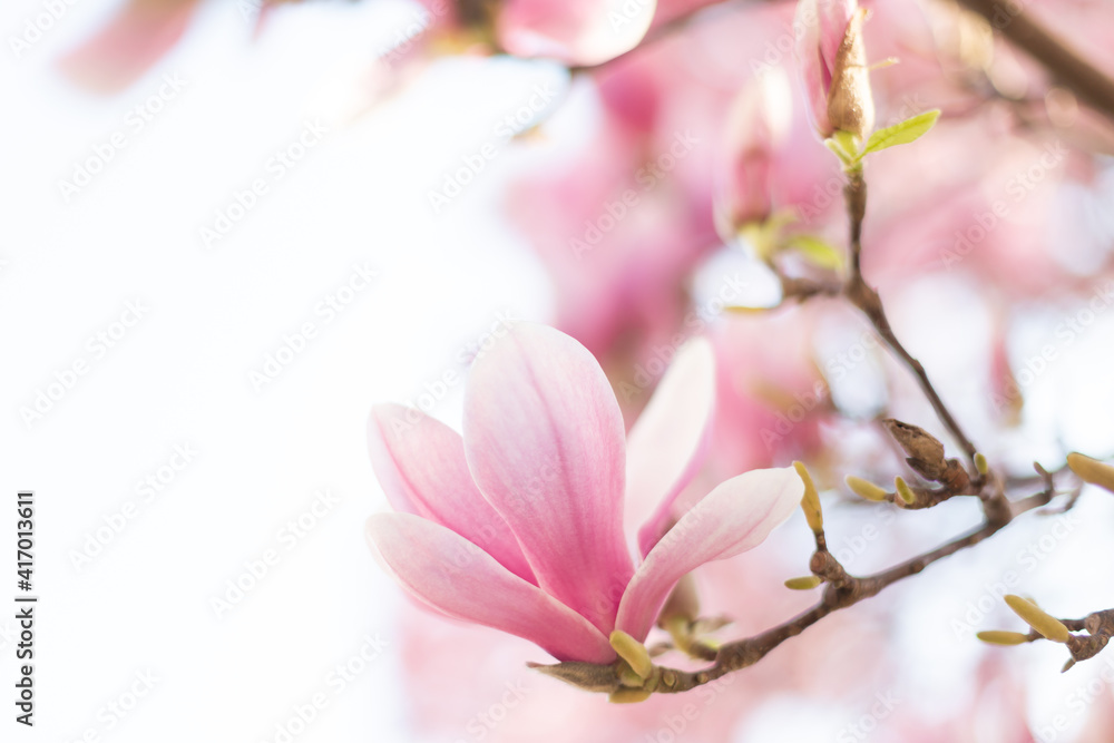 Obraz premium Close up of pastel magnolia flower. Springtime nature background