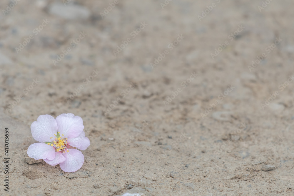 almond blossom on the ground and selective focus with plenty of space for copy space almond blossom on the ground and selective focus with plenty of space for copy space