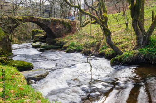 bridge in the forest