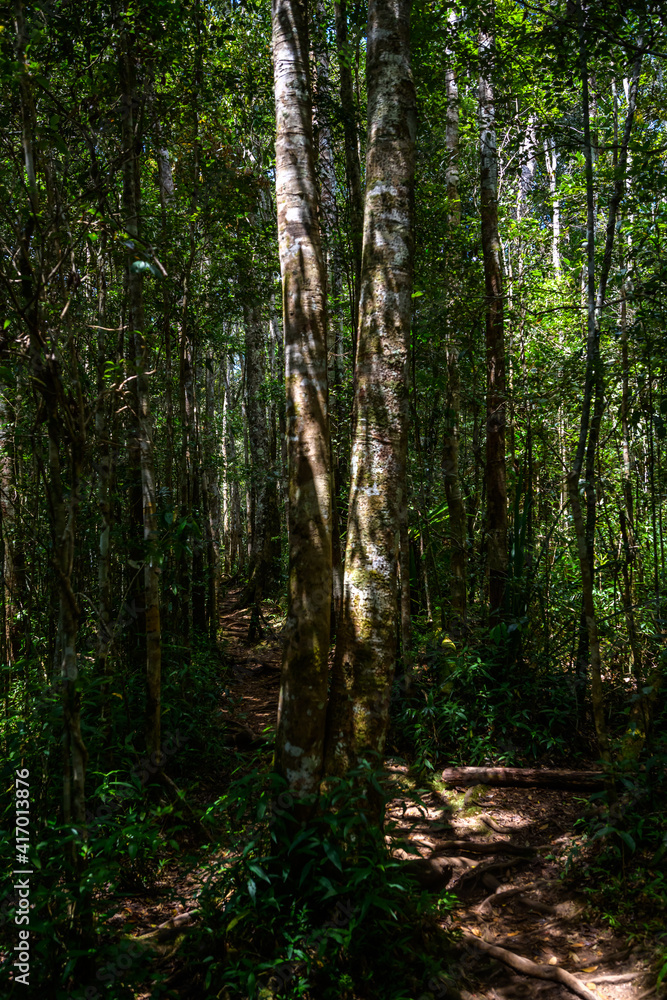 Fototapeta premium Andasibe forest trail