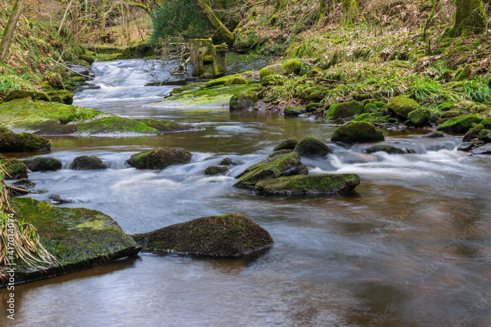 stream in the forest stream in the forest