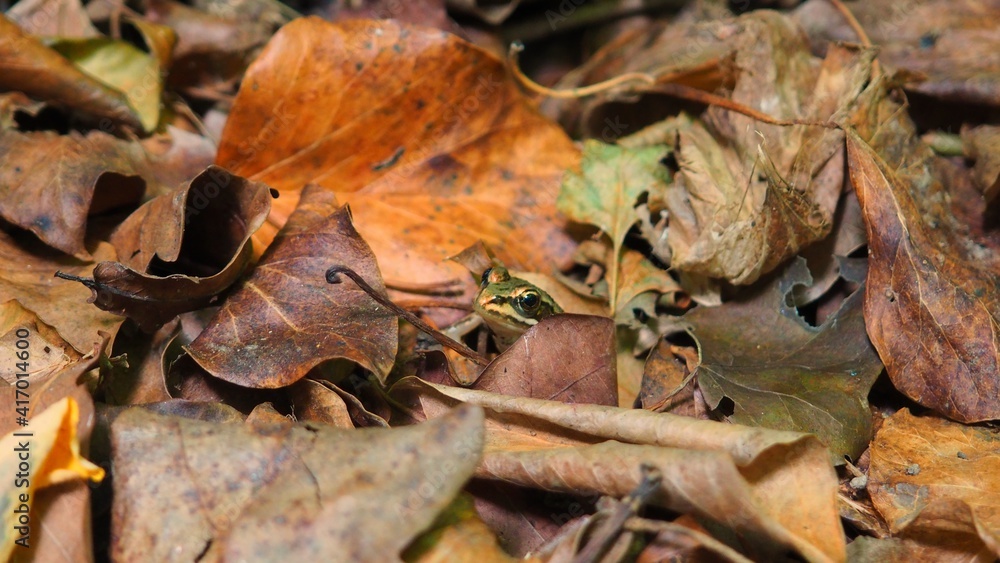 a tiny frog under the leaves