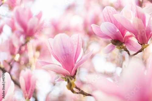 Close up of pastel magnolia flower. Springtime nature background © Olha Sydorenko