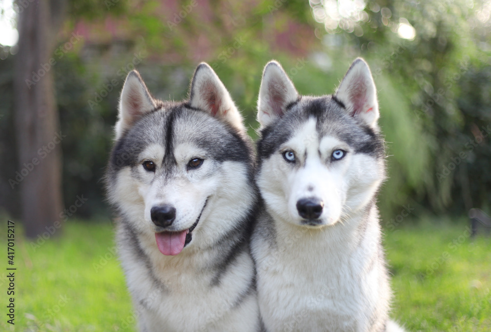 couple of siberian huskies in the park
