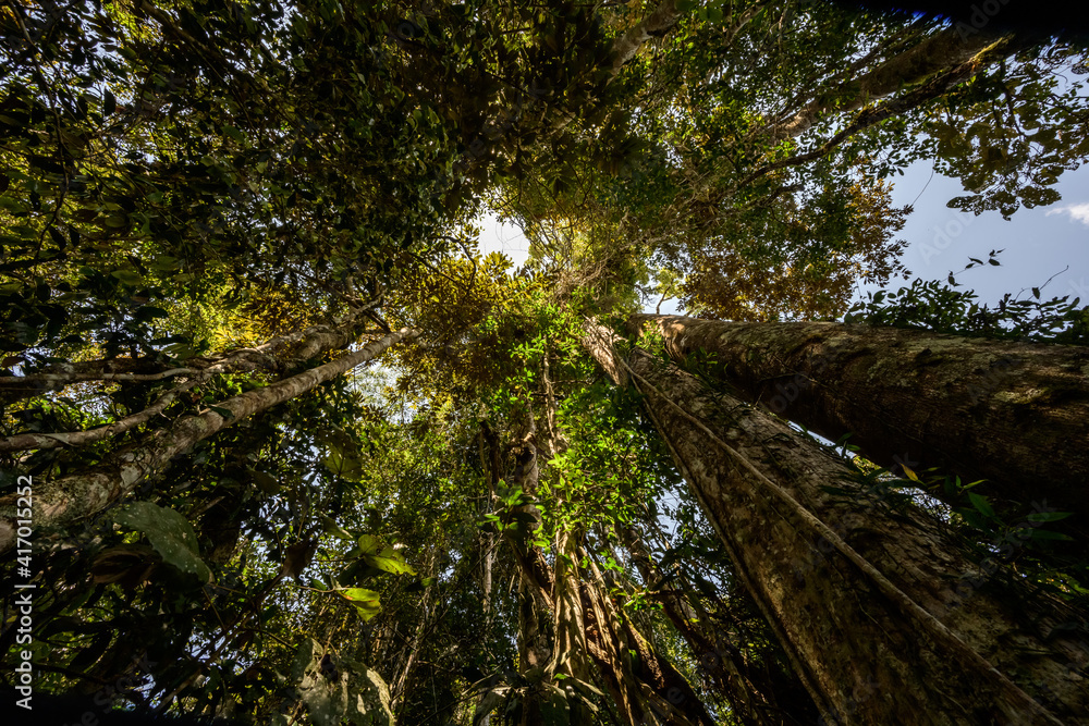 Fototapeta premium Tall jungle trees