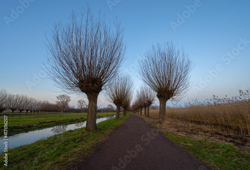 Path between pollard willows, The Netherlands 