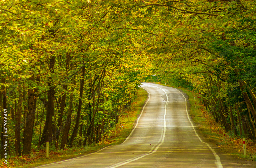 Fototapeta premium natural tree tunnel. natural tree tunnel. tree tunnel on bartın karabük highway.
