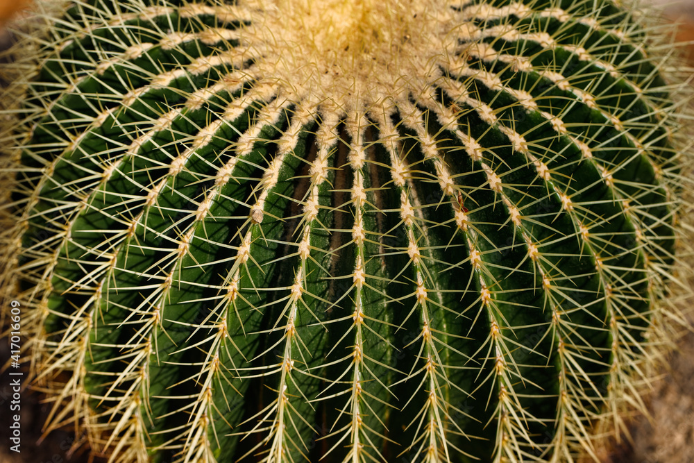 Close-up of big golden barrel cactus with sharp spines Close-up of big golden barrel cactus with sharp spines