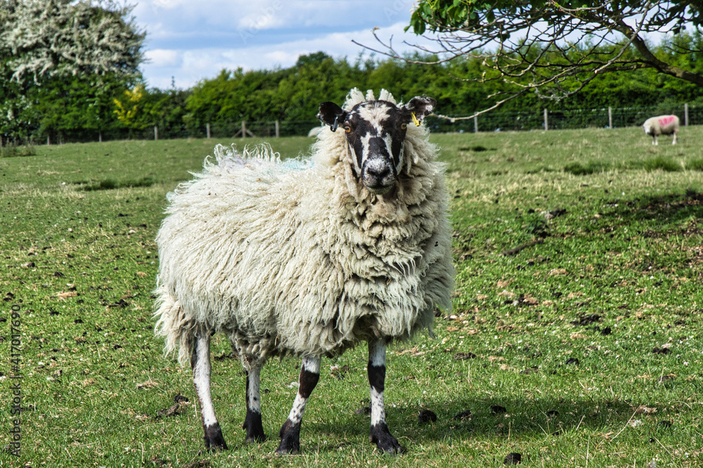 Fototapeta premium animals