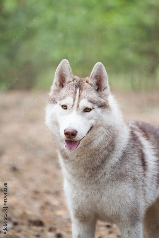 red siberian husky in the forest red siberian husky in the forest