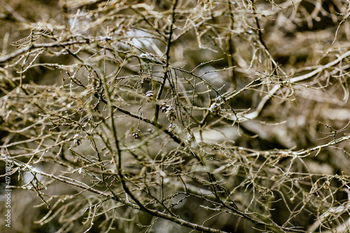 branches of the tree in the park