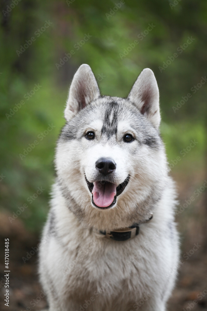 Siberian Husky puppy in the snowy forest Siberian Husky puppy in the snowy forest