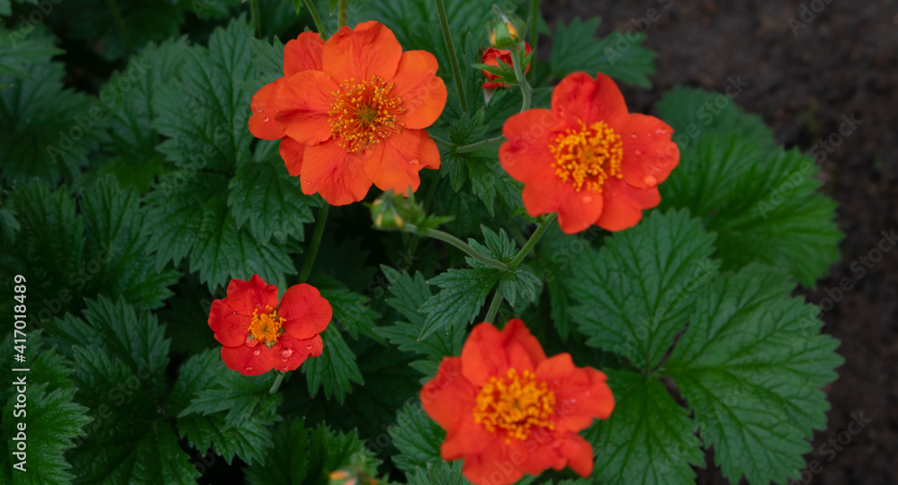 Geum coccineum borisii or dwarf orange avens red flower with green background