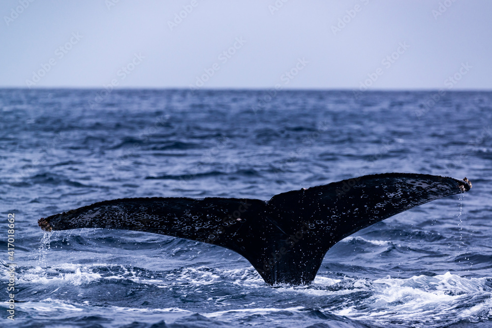 Fototapeta premium Humpback Whale in Amamioshima