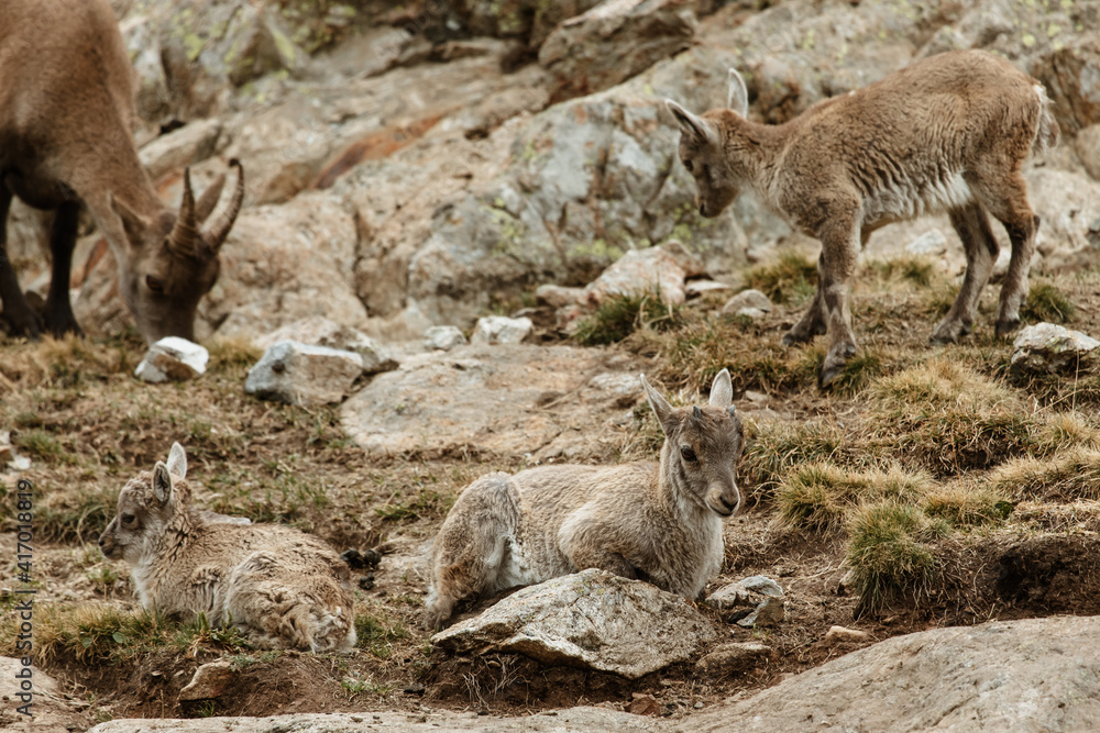 Fototapeta premium Famille de bouquetins