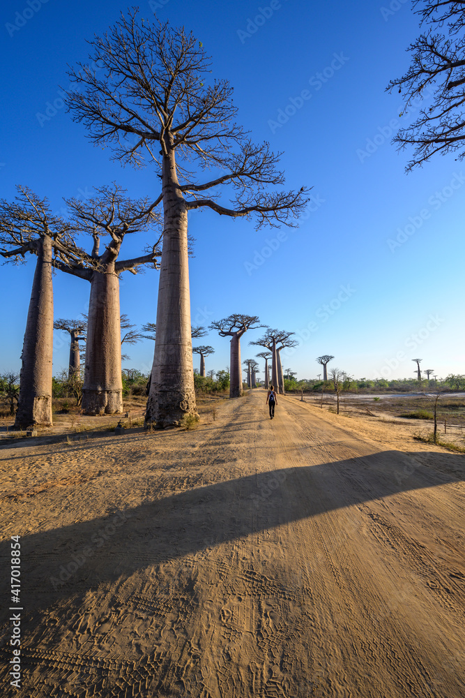 Avenue of the Baobas