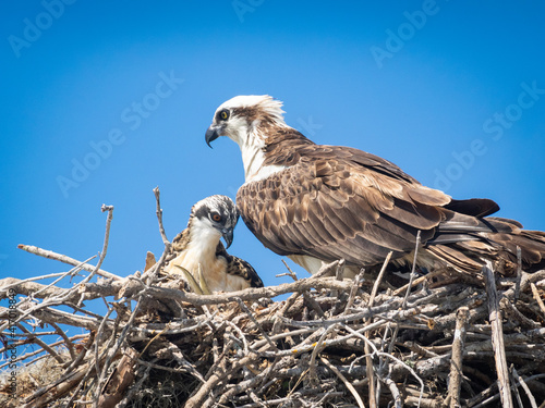 Mama and baby osprey in nest