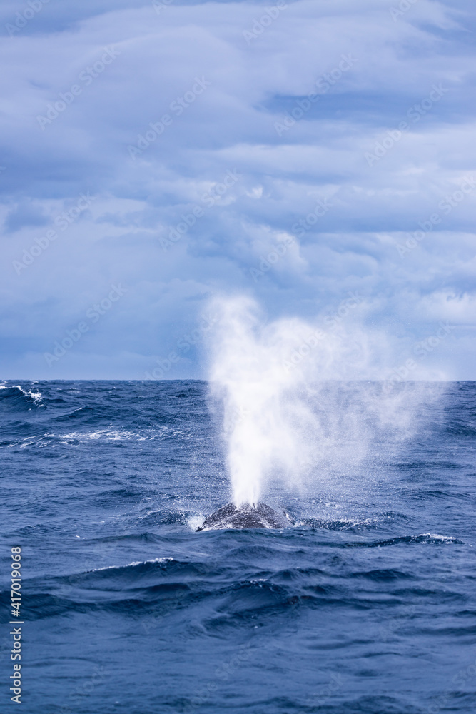 Fototapeta premium Humpback Whale Blow
