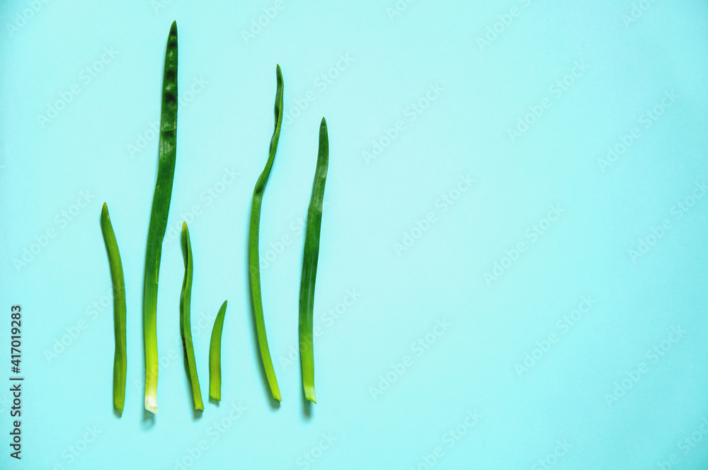 green young onion lies on a paper blue background green young onion lies on a paper blue background