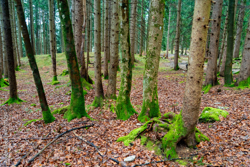 Laingraben Wald photo