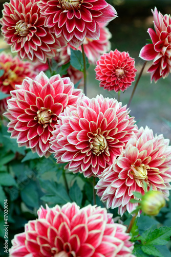 Decorative red Dahlias with yellow edges