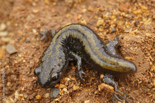 An adult Western longtoed salamander, Ambystoma macrodactylum macrodactylum with a missing tail 