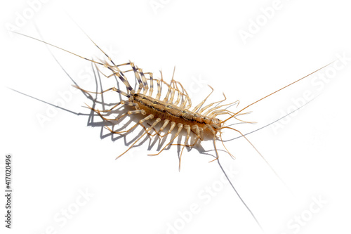 scary insect centipede isolated on white background. insect cleaning and disinfection concept