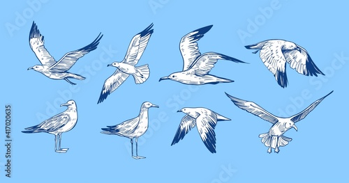 Set of seagulls outlines. Hand drawn illustration converted to vector. Black on transparent background
