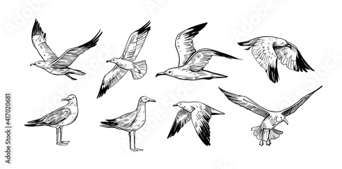 Canvas Print Set of seagulls outlines