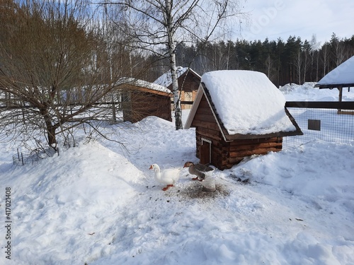 Wallpaper Mural birds in winter Torontodigital.ca